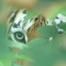 GitHub Avatar for TigersWay
